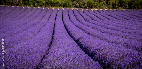 Dramatic and colorful purple field of perfectly trimmed lavender plants in France in summer