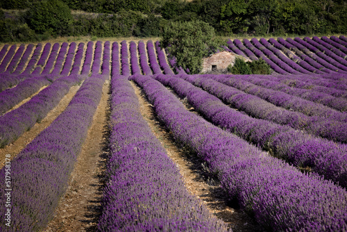 Rows of lavender lead the eye to a stone farm building near Luberon, France photo