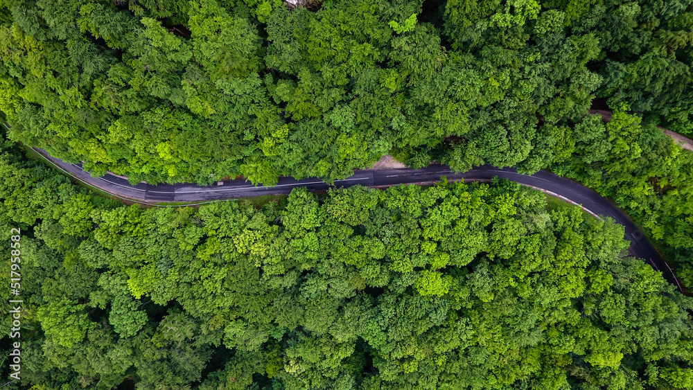 aerial view road in the forest