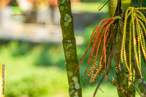 The flowers of the Chamaedorea tepejilote Liebm plant that have fallen out have changed into several fruits attached to the stem photo