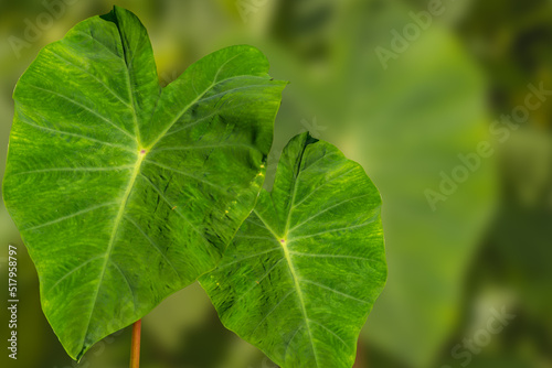 The heart-shaped leaves of the Taro plant are green  have a smooth and water-repellent surface