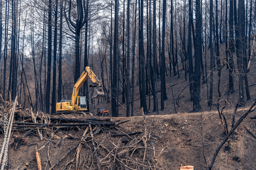 Excavator working in the forest on a slope. An excavator clears a slope after a fire. Burnt trees.