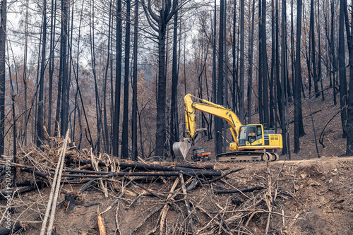View of the car behind the excavator in the forest among fallen trees. Clearing the forest after a natural disaster.