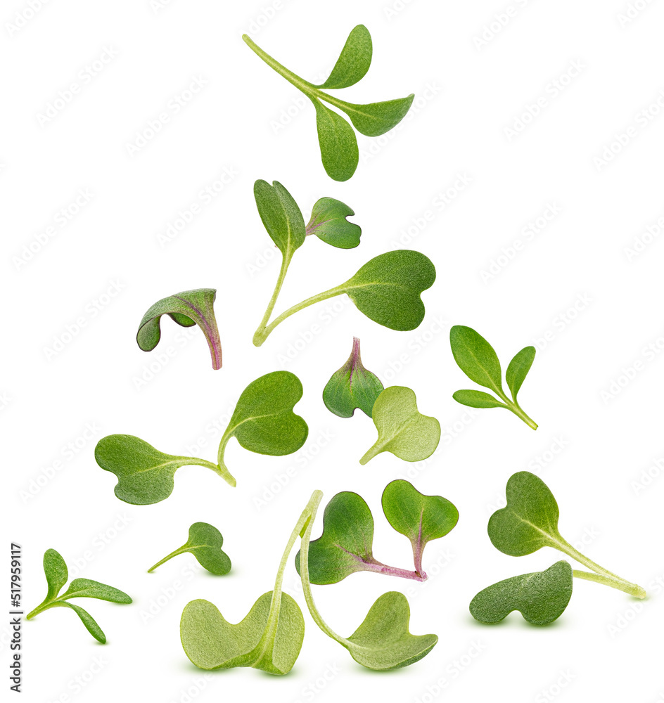 Microgreen leaves isolated on white background Microgreen leaves isolated on white background