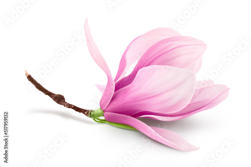 Pink magnolia flower isolated on white background with full depth of field photo