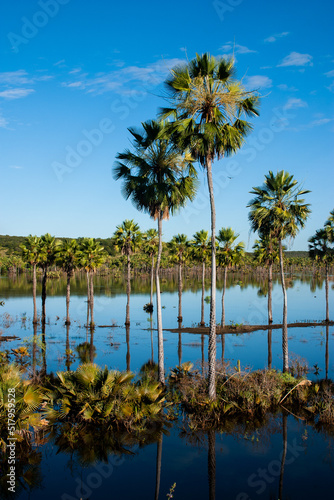 carnauba trees in poré lagoon, assu, rio grande do norte state, brazil © Cenas brasileiras
