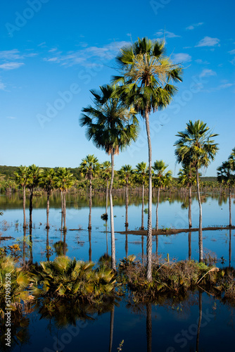 carnauba trees in poré lagoon, assu, rio grande do norte state, brazil