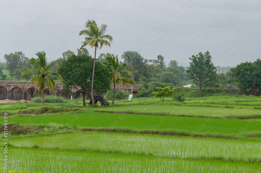 Rice fields of South Asia during Indian monsoon season