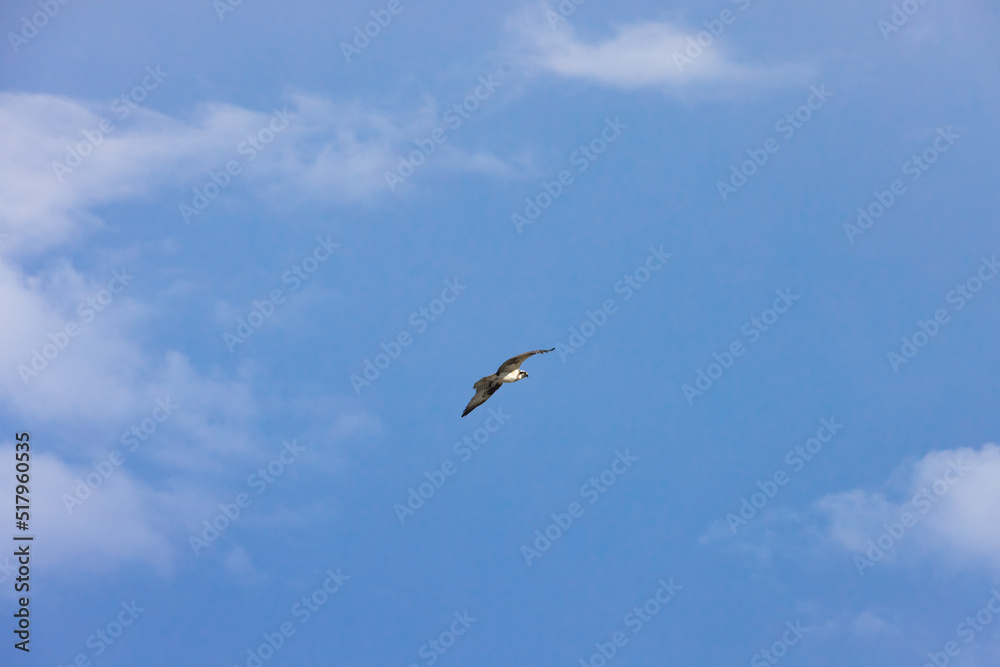 Osprey soaring in sky from behind
