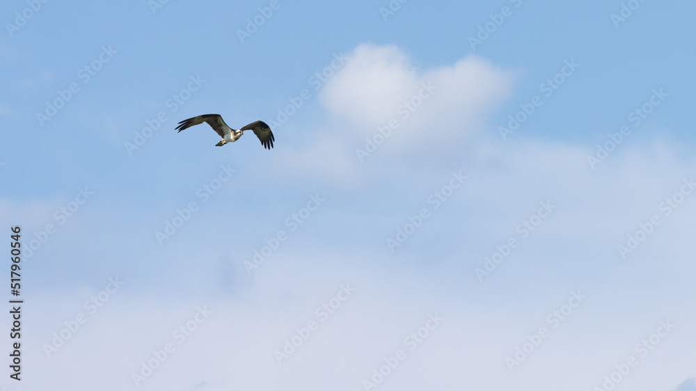Osprey bird of pray flying mid swoop in Osprey bird of pray flying mid swoop in