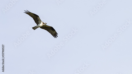 Osprey soaring in sky - wings spread wide © Bigbambi.ca