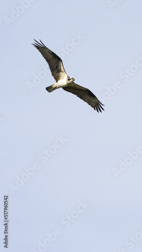 Osprey against blue sky - vertical framing
