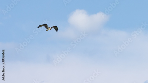 Osprey bird of pray flying mid swoop in 