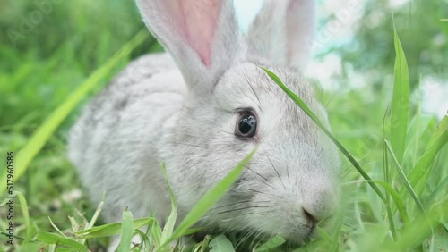 cute fluffy light gray easter bunny with big ears sits green meadow sunny weather eats young soybean grass against blurred background blue sky, close-up. Portrait domestic tame rabbit. spring season