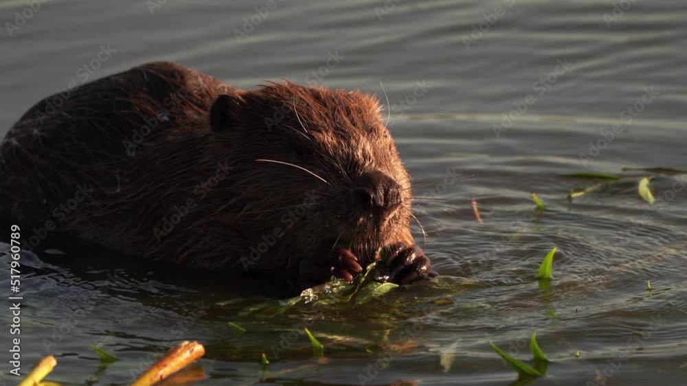 An European Beaver (Castor fiber) gnawing on a willow branch An European Beaver (Castor fiber) gnawing on a willow branch