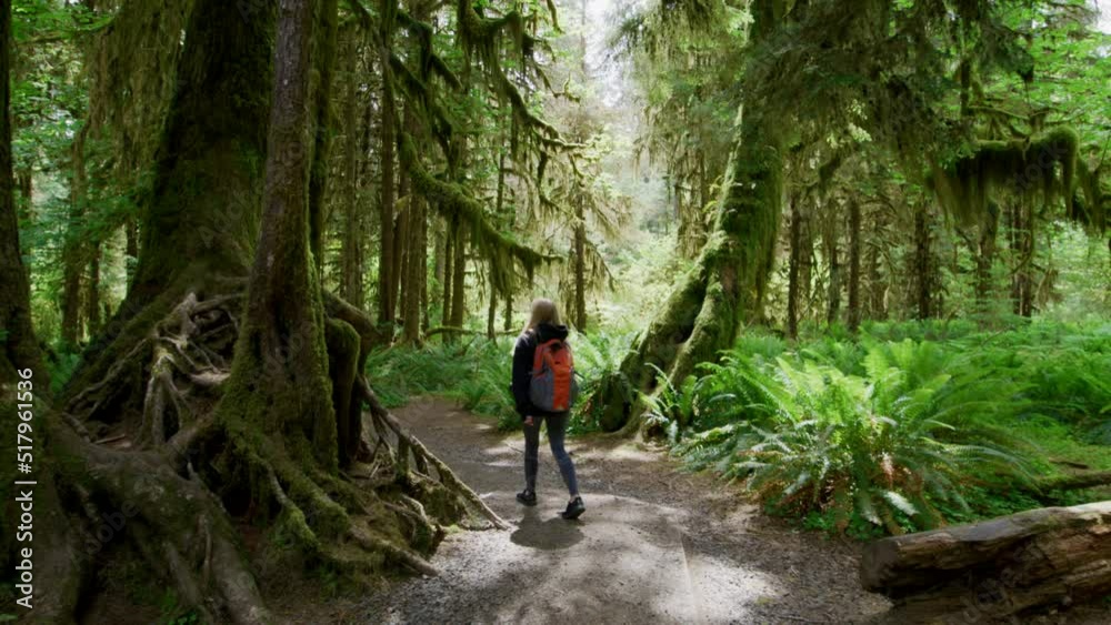 Scenic view of tropical landscape with diverse ecosystem. Female traveler with a backpack wandering through tropical jungles with giant pines. High quality 4k footage Scenic view of tropical landscape with diverse ecosystem. Female traveler with a backpack wandering through tropical jungles with giant pines. High quality 4k footage