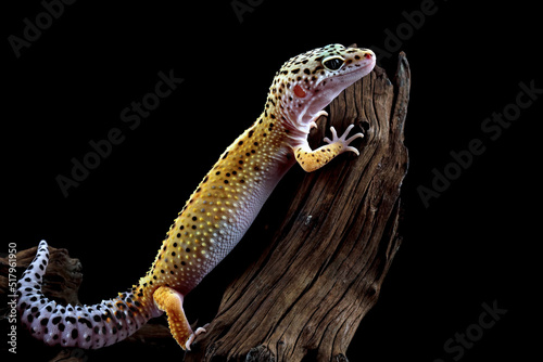 leopard gecko lizard on wood with black background, eublepharis macularius © Agus Gatam