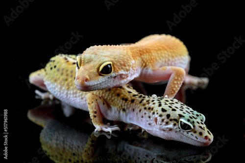 leopard gecko lizard on wood with black background, eublepharis macularius