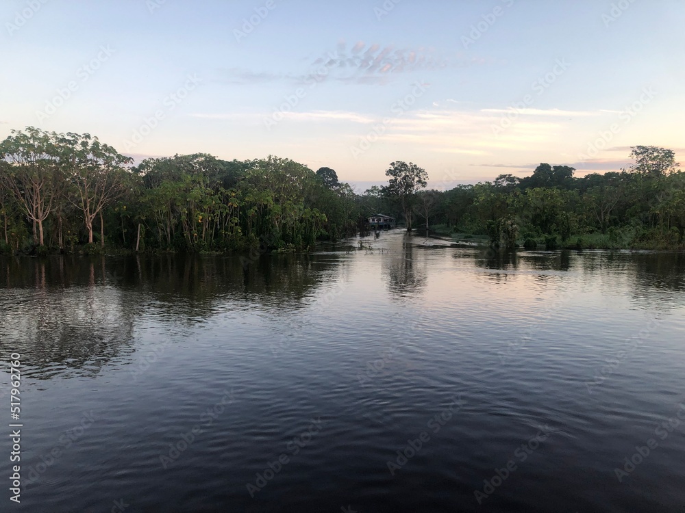 Amazon nature