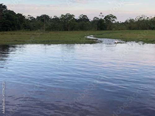 Amazon nature