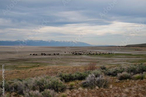 A herd of bison roaming the Great Salt Lake of Utah