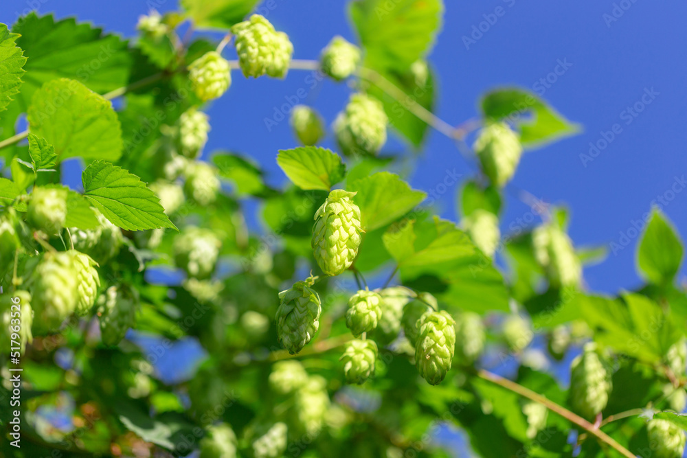 Hop cones on a plantation in front of clear blue sky. Hop cones on a plantation in front of clear blue sky.