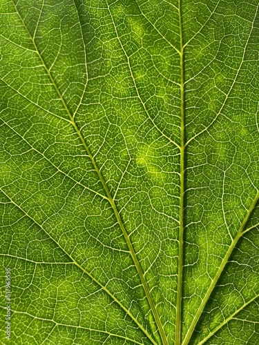 Green leaf with veins close up