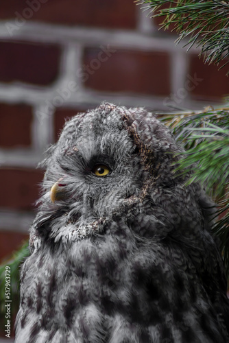 the gray owl - puszczyk mszarny - sowa mszarna - Strix nebulosa
