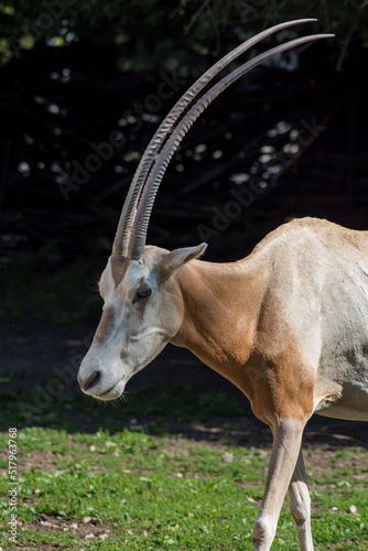 a saber-horned antelope - sable onyx antelope - onyks szablorogi photo