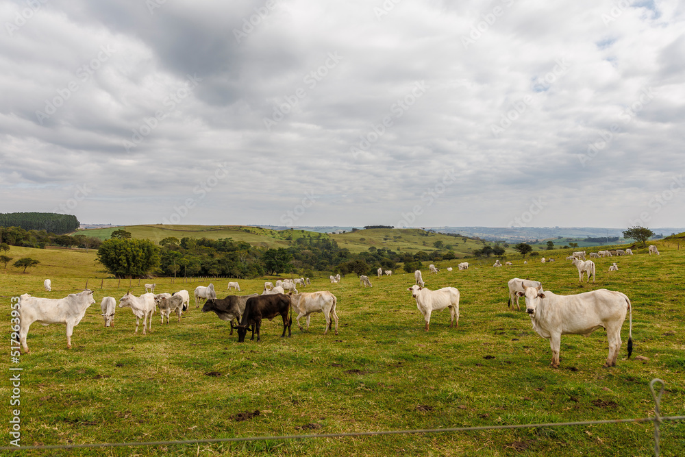 Fototapeta premium Vacas 