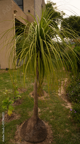 Gardening and design. Closeup view of Beaucarnea recurvata, also known as elephant's foot, green leaves and trunk, growing in the garden. photo