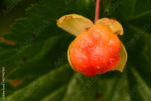 Obraz na płótnie Cloudberry berry in raindrops in summer on green leaf delicious food natural fresh fruit w salonie