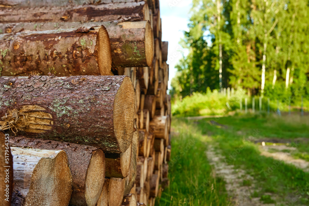 Forest pine and spruce trees. Log trunks pile, the logging timber wood industry. Wide banner or panorama wooden trunks. Forest pine and spruce trees. Log trunks pile, the logging timber wood industry. Wide banner or panorama wooden trunks.