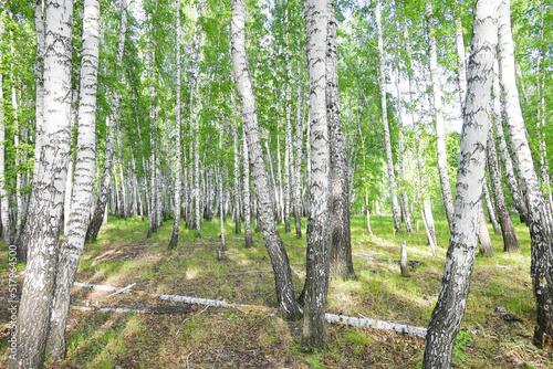 Birch forest