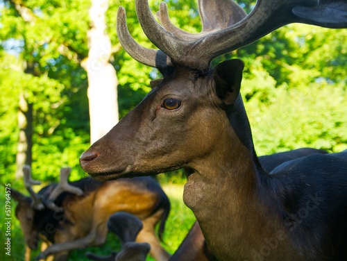 Fototapeta Naklejka Na Ścianę i Meble -  a young deer looks away in the park on a sunny summer day