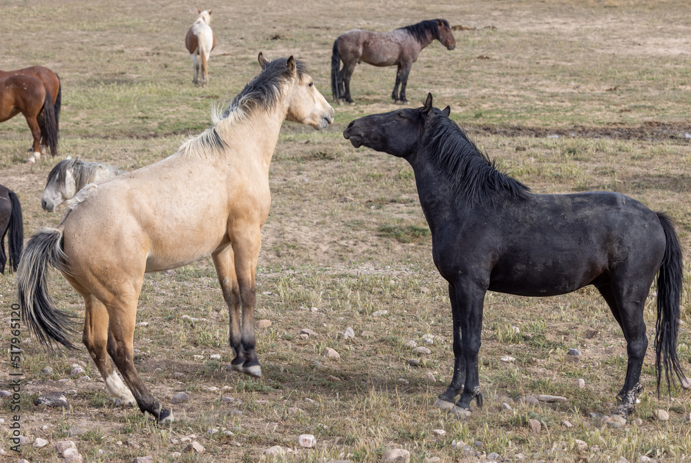 Fototapeta premium Wild Horse Stallions Fighting in the Utah Desert