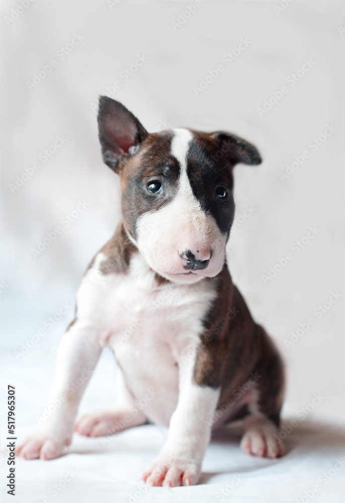 portrait of a cute ginger brindle color bull terrier puppy that sits on a light background