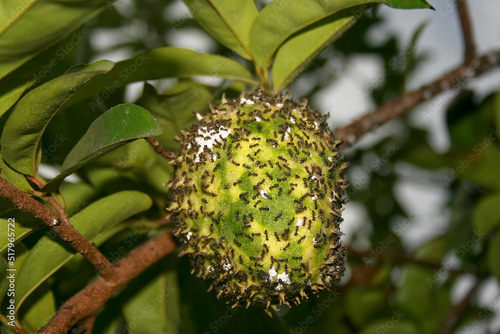 Black ants swarming on the soursop fruit tree Black ants swarming on the soursop fruit tree