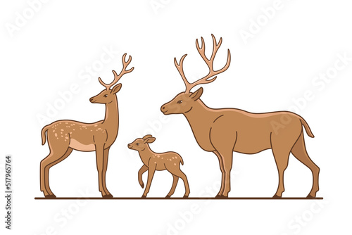 Deer, stag and fawn.  Flat line vector illustration.
