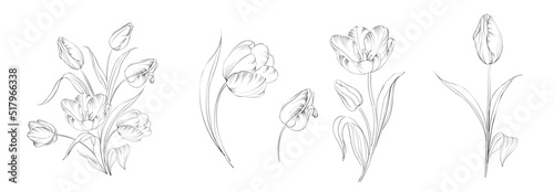 Set of differents convolvulus on white background.