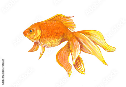 goldfish isolated on white