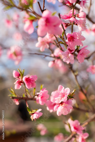 Pink peach flowers blooming on peach tree  selective focus. Peach blossom in spring in sky background.