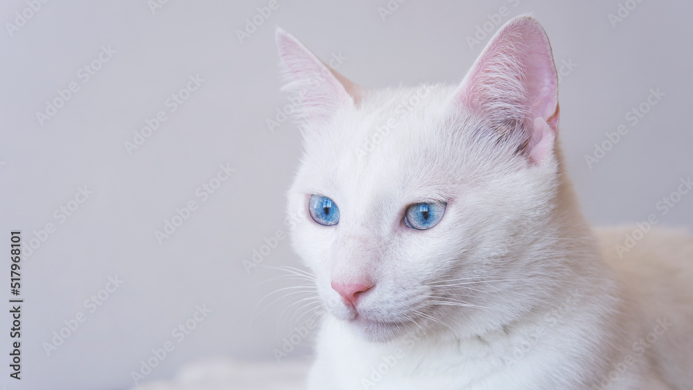 Portrait of Pure White Cat with blue eyes on Isolated Background