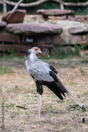 Vogel
