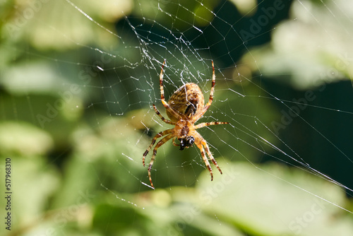 The spider-cross (lat. Araneus) sits in the center of the web and waits for prey caught in the web.