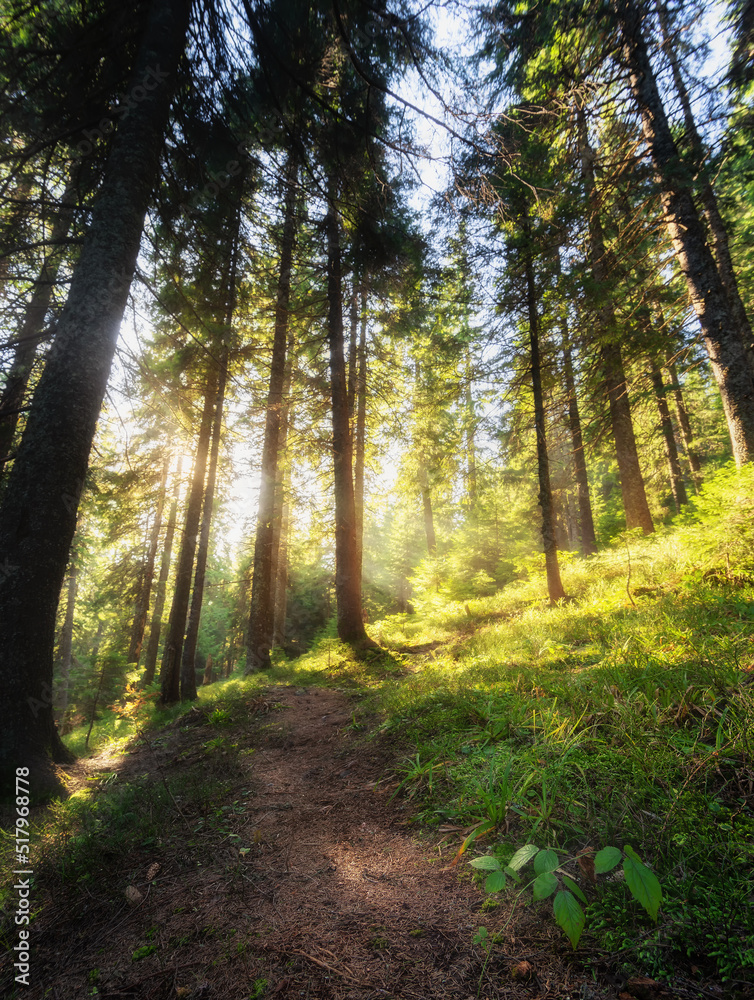 Naklejka premium Magical forest at the foot of the mountain in the morning. Beautiful mountain landscape with autumn coniferous forest with tall trees, bright sunlight and a path.