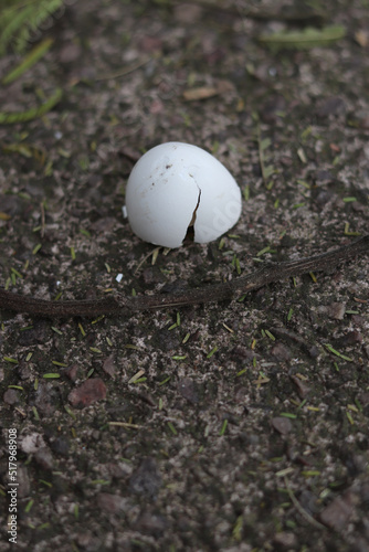 mushroom on the ground