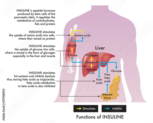 Medical illustration of insuline functions, with annotations. photo
