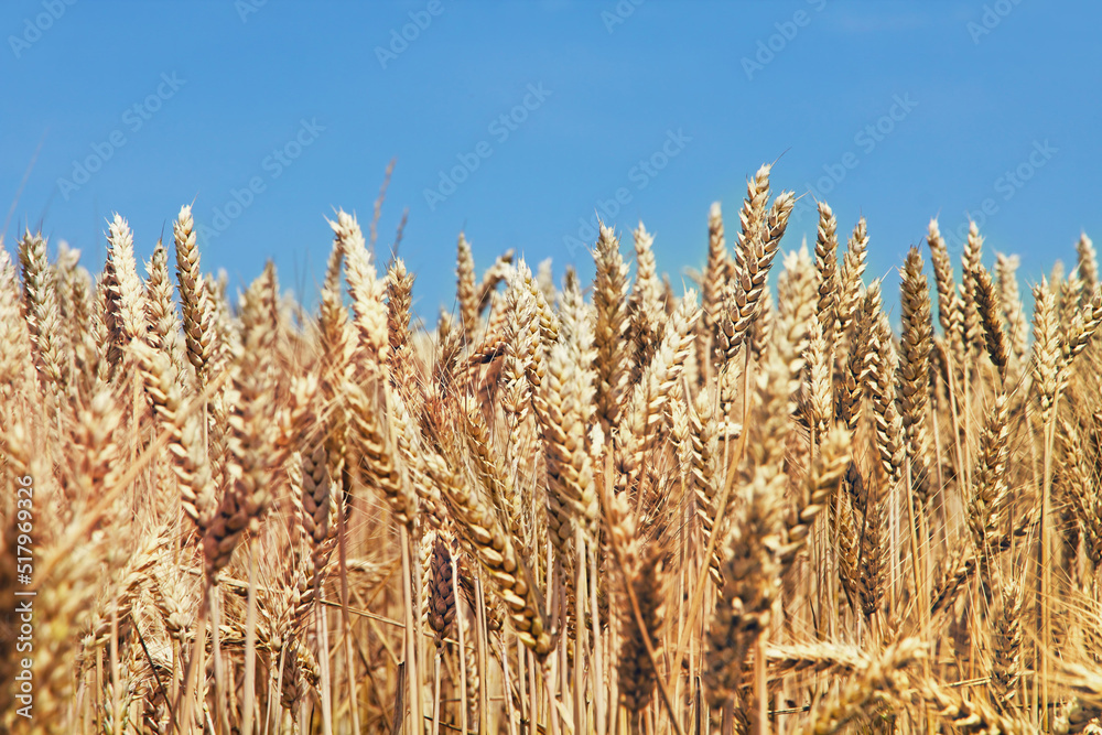 Ears of wheat on field taken closeup against the blue sky.