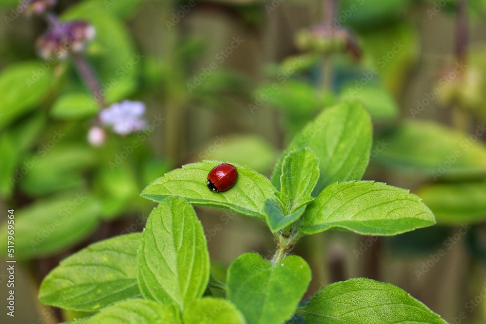 A beautiful ladybug walking through the leaves of the garden. A beautiful ladybug walking through the leaves of the garden.